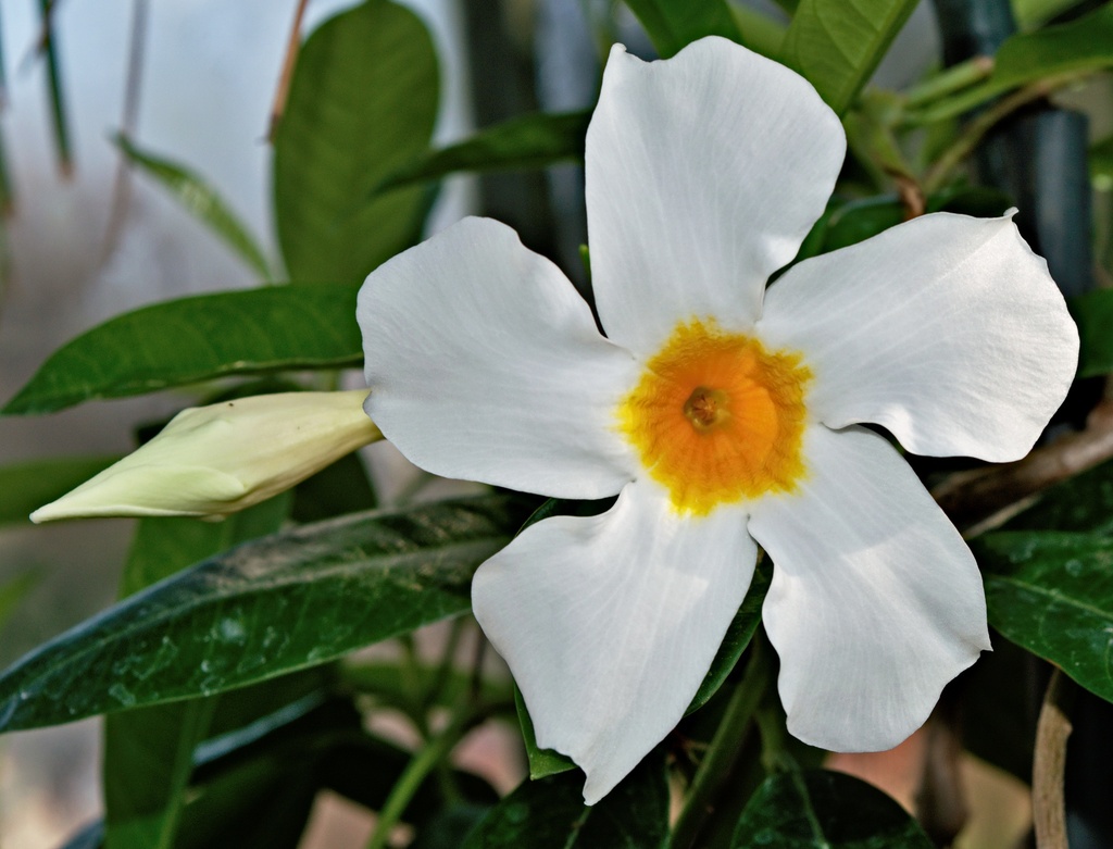 Dipladenia (Bianco)